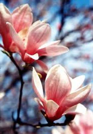 magnolijas ziedi
