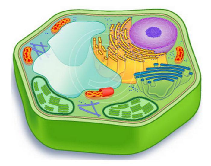 kas ir šūnu bioloģija