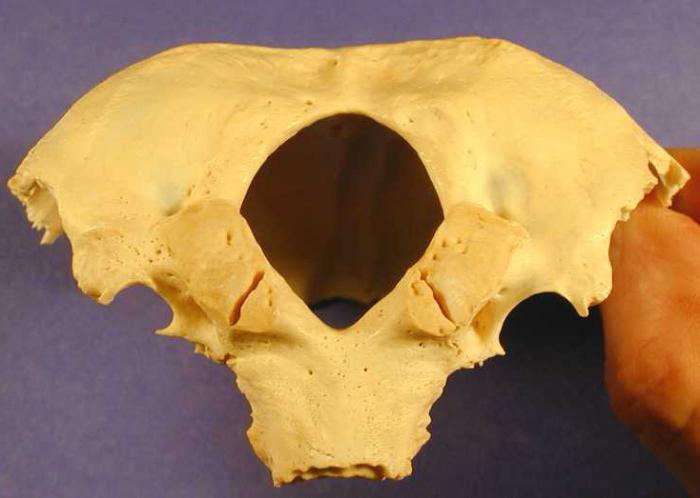 cilvēka galvaskausa anatomija